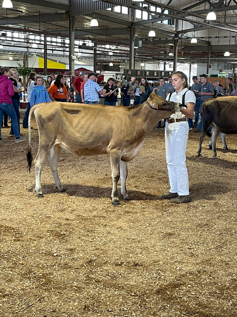A competitor with a cow